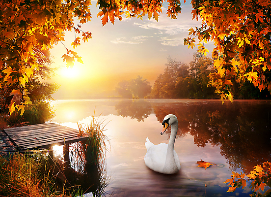 포토 JPG 해외이미지 주간 한마리 호수 단풍 자연 사람없음 야외 햇빛 가을풍경 가을 연못 백조 해외202004 해외포토 자연요소 1 계절 잎 조류 풍경 태양 생태계 파일형식 가을_계절 이미지허브