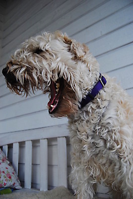 포토 JPG 해외이미지 여유 털 사람없음 개 달콤 치아 하품 해외202004 해외포토 감정 포유류 소화기관 맛 생리현상 파일형식 이미지허브