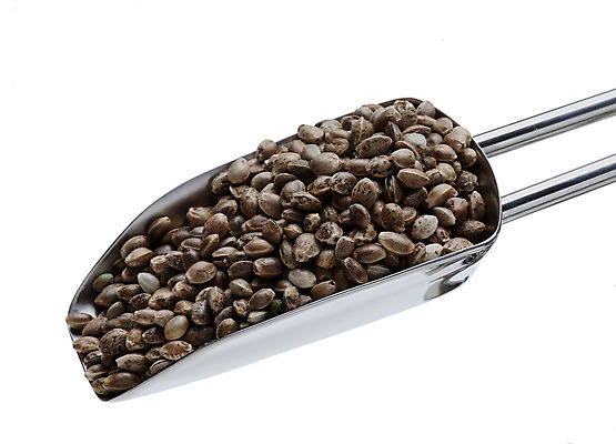 포토 JPG 해외이미지 식물 음식 사람없음 농작물 약 약재 삼 약초 허브 조제 단백질 마약 자연요법 해외202004 해외포토 농업 채소 의학 풀_식물 만들기 영양소 파일형식 이미지허브