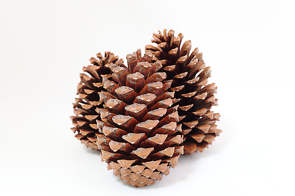 포토 JPG 해외이미지 나무 식물 디자인 계절 길 백그라운드 크리스마스 2 패턴 자연 추상 새로움 건조 함께함 씨앗 사람 사람없음 목재 장식 가로 갈색 금지 가을 흰색 축하 소나무 그룹 숲 심볼 오브젝트 질감 상록수 전나무 원뿔 고립 삼나무 엘리먼트 가문비나무 해외202004 해외포토 도형 기념일 컬러 컨셉 무늬 재료 생태계 파일형식 이미지허브