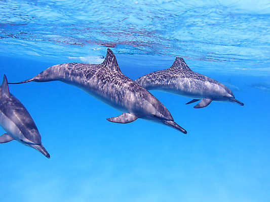 포토 JPG 해외이미지 동물 야생동물 바다 아프리카 자연 이집트 풍경 사람없음 물 파란색 햇빛 바닷속 수중 자유 그룹 호주 돌고래 생태계 인도네시아 태평양 수족관 홍해 인도양 몰디브 카리브해 깊이 소금물 해외202004 해외포토 자연요소 나라 아시아 컬러 컨셉 포유류 태양 수중동물 오세아니아 파일형식 이미지허브