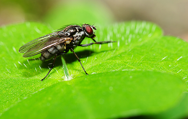 포토 JPG 해외이미지 동물 1 남자 곤충 백그라운드 컨셉 잎 날개 오렌지 과일 일러스트 자연 주택 건강 사랑 사람없음 야외 그래픽 빨간색 초록색 여름 컬러풀 갈색 노란색 우주 정원 검은색 봄 젖음 흰색 닫기 해충 벌레 작음 묘사 고립 해외202004 해외포토 식물 계절 감정 컬러 모션 사람 건물 크기 생태계 파일형식 이미지허브