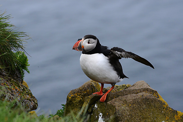 포토 JPG 해외이미지 주간 한마리 조류 사람없음 야외 퍼핀 해외202004 해외포토 자연요소 동물 1 파일형식 이미지허브