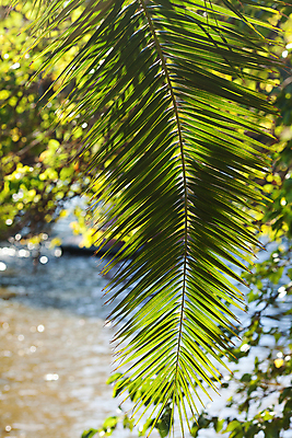 포토 JPG 해외이미지 나무 식물 계절 줄기 백그라운드 잎 자연 하늘 날씨 휴가 휴식 열대 멕시코 따뜻함 손바닥 사람없음 야외 목재 초록색 물 파란색 야자수 햇빛 맑음 미국 봄 나뭇가지 연못 큼 뿌리 발리 아르헨티나 로스앤젤레스 깊이 부에노스아이레스 해외202004 해외포토 자연요소 손 컬러 섬 컨셉 북아메리카 재료 태양 남아메리카 크기 생태계 인도네시아 파일형식 이미지허브