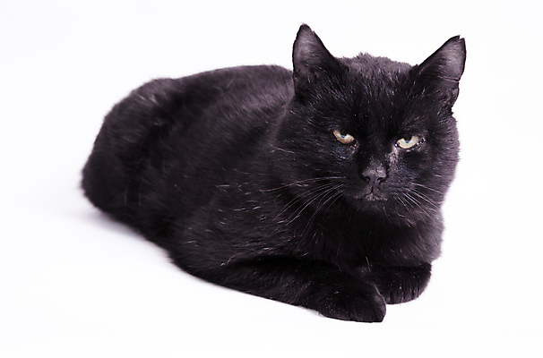 포토 JPG 해외이미지 동물 아이콘 수염 털 사람없음 반려동물 숫자 믿음 검은색 고양이 어둠 행운 영혼 위험 신비 눈동자 모피 심볼 나쁜 금요일 동물상 미신 신앙심 초능력 충실 특별함 해외202004 해외포토 문자 감정 컬러 컨셉 포유류 조형물 눈_신체부위 요일 파일형식 이미지허브