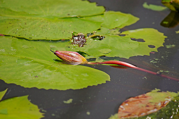 포토 JPG 해외이미지 식물 공원 꽃 잎 자연 사람없음 야외 물 사진촬영 연못 개화 해외202004 해외포토 자연요소 공공시설 촬영 생태계 파일형식 이미지허브