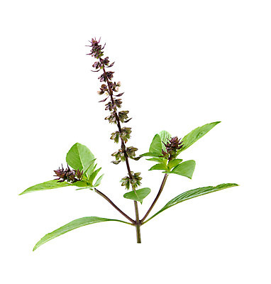 포토 JPG 해외이미지 식물 꽃 음식 백그라운드 잎 채소 재료 태국 건강 요리 동양인 사람없음 초록색 정원 흰색 달콤 허브 향신료 향료 향 바질 고립 채식주의자 해외202004 해외포토 아시아 컬러 인종 맛 채식 향기 냄새 향미료 파일형식 이미지허브