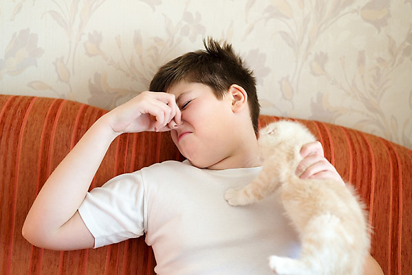 포토 JPG 해외이미지 동물 손 무기 어린이 여행 2 청소년 주택 털 실내 한명 사람 소년 10대 반려동물 소파 고양이 우정 방 흰색 잡기 불쾌함 악취 알레르기 돌봄 스코틀랜드 해외202004 해외포토 1 남자 감정 컬러 의자 포유류 모션 영국 내부 건물 신체부위 친구 질병 냄새 파일형식 이미지허브