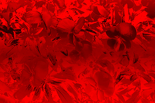 포토 JPG 해외이미지 식물 계절 꽃잎 꽃 백그라운드 잎 꽃무늬 패턴 오렌지 자연 프레임 사람없음 장식 빨간색 초록색 노란색 머리 정원 봄 들꽃 벚꽃 흰색 개화 허브 싱글 고립 멀티 심기 파스텔톤 프리뮬러 벨벳 해외202004 해외포토 컬러 무늬 과일 모션 신체부위 실크 생태계 파일형식 이미지허브