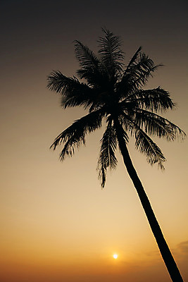 포토 JPG 해외이미지 나무 실루엣 모래 바다 섬 오렌지 하늘 휴가 휴식 따뜻함 손바닥 풍경 사람없음 야외 물 여름 태양 일출 어둠 침묵 황혼 일몰 야간 저녁 장면 코코넛 이국적 파라다이스 해외202004 해외포토 자연요소 식물 손 계절 컨셉 과일 촬영기법 노을 소리 파일형식 이미지허브