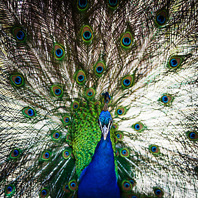 포토 JPG 해외이미지 동물 남자 야생동물 백그라운드 패턴 자연 조류 동물원 사람없음 그래픽 가로 초록색 파란색 컬러풀 머리 걷기 활발 우아함 공작 인도인 전시회 깃털 묘사 질감 꼬리 부리 쇼 목 보여주기 꿩 내추럴 멀티 웅장함 터키석 해외202004 해외포토 외국인 컬러 컨셉 무늬 모션 사람 동양인 신체부위 전시 보석 생태계 파일형식 이미지허브