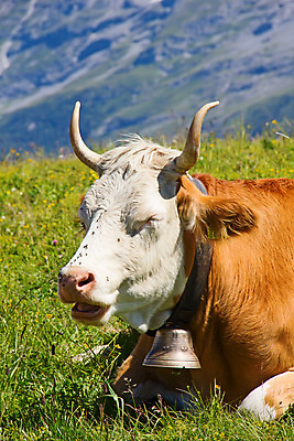 포토 JPG 해외이미지 구름 유럽 밭 농업 자연 하늘 치즈 산 독일 풍경 사람없음 초록색 파란색 농장 환경 봄 목장 등산 하이킹 바위 소 오스트리아 군중 먹기 스위스 언덕 알프스 밭일 생태학 절정 해외202004 해외포토 자연요소 계절 교육 나라 산업 컬러 포유류 모션 레저 유제품 사람 트래킹 돌_바위 생태계 파일형식 이미지허브