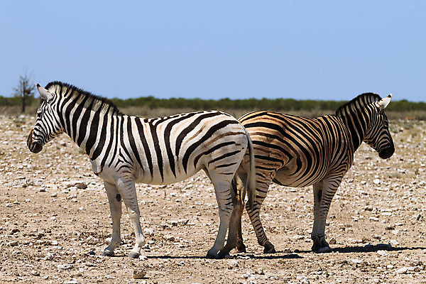 포토 JPG 해외이미지 동물 커플 야생동물 여행 아프리카 자연 하늘 건조 파노라마 국립공원 풍경 사람없음 파란색 검은색 줄무늬 흰색 사파리 얼룩말 갈기 나미비아 사바나 해외202004 해외포토 공원 나라 컬러 무늬 관계 촬영기법 말_동물 생태계 남아프리카 파일형식 이미지허브