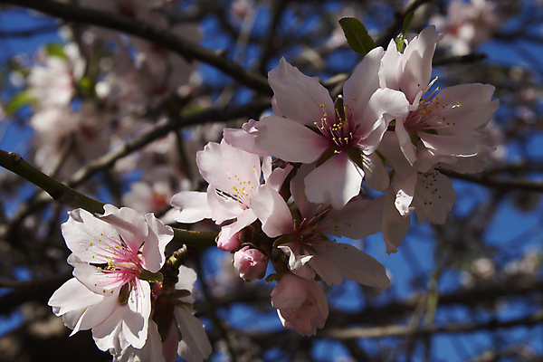 포토 JPG 해외이미지 나무 식물 계절 꽃잎 꽃 분홍색 백그라운드 잎 꽃무늬 농업 과일 자연 풍경 사람없음 정원 봄 벚꽃 흰색 나뭇가지 시골 신선 개화 아몬드 해외202004 해외포토 산업 컬러 무늬 견과류 생태계 파일형식 이미지허브