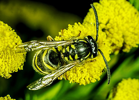 포토 JPG 해외이미지 종이 곤충 절지류 안테나 사람없음 머리 걷기 회색 둥지 흉부 부화 식민지 해외202004 해외포토 동물 컬러 통신 모션 신체부위 호흡기관 파일형식 이미지허브