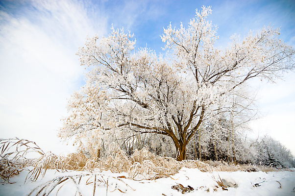 포토 JPG 해외이미지 주간 나무 겨울 자연 하늘 사람없음 야외 눈 겨울풍경 해외202004 해외포토 자연요소 식물 계절 날씨 풍경 생태계 파일형식 이미지허브