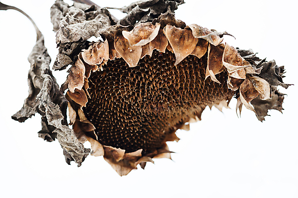 포토 JPG 해외이미지 식물 계절 꽃 백그라운드 잎 겨울 꽃무늬 밭 자연 날씨 추상 해바라기 건조 씨앗 사람없음 농작물 농장 갈색 머리 냉동 얼음 추위 수확 흰색 시골 죽음 원형 허브 질감 서리 화단 시들음 내추럴 옛날 해외202004 해외포토 자연요소 도형 컬러 무늬 농업 신체부위 생태계 파일형식 이미지허브