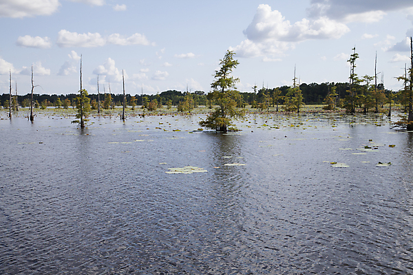 포토 JPG 해외이미지 나무 식물 호수 여행 백그라운드 자연 하늘 이끼 풍경 사람없음 야외 초록색 물 여행객 환경 미국 침묵 농촌 시골 연못 만 황무지 해조류 보호 습지 숲 생태계 지역 남쪽 전국 해외202004 해외포토 자연요소 컬러 컨셉 북아메리카 사람 소리 해양식물 방향 파일형식 이미지허브