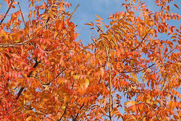 포토 JPG 해외이미지 나무 계절 공원 백그라운드 단풍 잎 오렌지 자연 하늘 풍경 사람없음 야외 목재 파란색 빛 컬러풀 갈색 노란색 평화 환경 활발 가을 나뭇가지 변화 황금 숲 11월 그림 10월 강렬 해외202004 해외포토 식물 공공시설 컬러 컨셉 과일 재료 날짜 생태계 파일형식 이미지허브