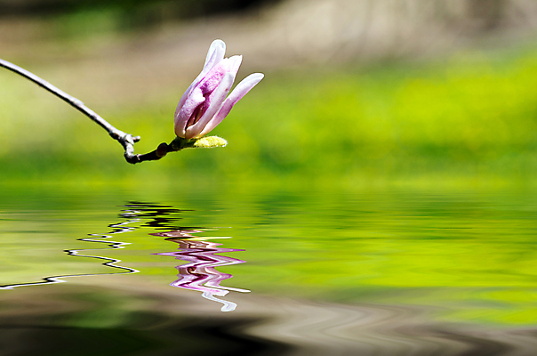 포토 JPG 해외이미지 나무 식물 계절 공원 꽃잎 꽃 길 선 파도 분홍색 백그라운드 자연 하늘 부활절 사람없음 야외 물 파란색 반사 머리 정원 보라색 봄 벚꽃 흰색 나뭇가지 신선 개화 4월 순수 오브젝트 원예 꽃가루 목련 내추럴 취급주의 해외202004 해외포토 자연요소 공공시설 기념일 바다 컬러 컨셉 경고 취미 신체부위 날짜 가루 생태계 파일형식 이미지허브