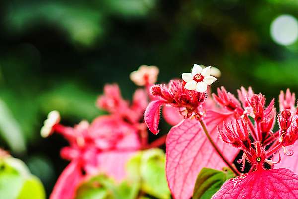포토 JPG 해외이미지 나무 식물 꽃 별 분홍색 잎 자연 씨앗 사람없음 빨간색 초록색 컬러풀 노란색 정원 보라색 흰색 나뭇가지 꽃가루 강렬 해외202004 해외포토 자연요소 컬러 가루 생태계 파일형식 이미지허브