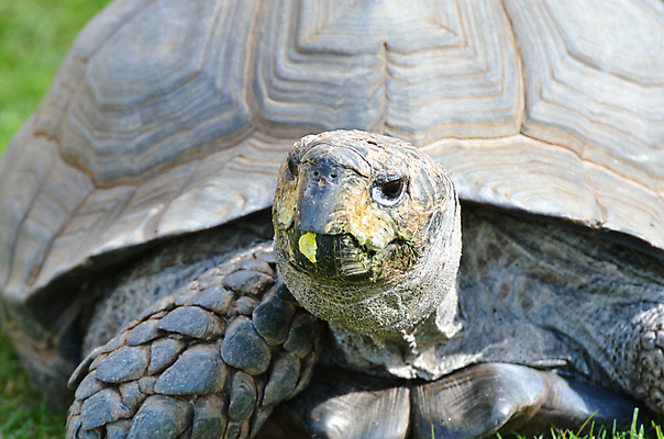 포토 JPG 해외이미지 동물 얼굴 야생동물 여행 잎 파충류 아프리카 자연 초식동물 동물원 저울 종류 사람없음 야외 머리 환경 껍질 행운 거북이 보호 큼 먹기 묘사 갈라파고스 멸종 느림 거인 기어가기 옛날 채식주의자 해골모형 해외202004 해외포토 식물 나라 컨셉 모션 신체부위 모형 크기 생태계 채식 에콰도르 파일형식 이미지허브