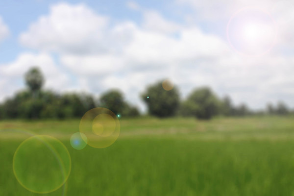 포토 JPG 해외이미지 백그라운드 밭 자연 밥 추상 불꽃 건강 풍경 사람없음 초록색 빛 햇빛 태양 흰색 해외202004 해외포토 자연요소 음식 컬러 무늬 농업 불 생태계 파일형식 이미지허브