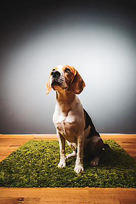 포토 JPG 해외이미지 동물 회색배경 실내 앉기 사람없음 초록색 반려동물 점 개 비글 송곳니 유래 해외202004 해외포토 컬러 백그라운드 포유류 모션 내부 회색 치아 파일형식 이미지허브