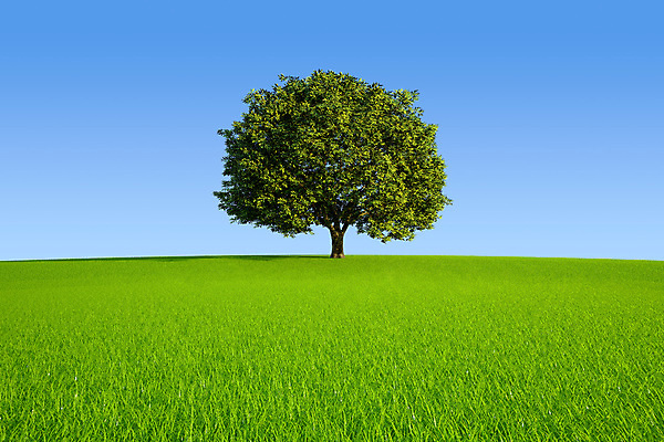 포토 JPG 해외이미지 나무 밭 자연 하늘 풍경 사람없음 야외 초록색 여름 파란색 평화 고요 봄 자유 언덕 싱글 천국 내추럴 생태학 혼자 수평선 해외202004 해외포토 식물 계절 교육 컬러 컨셉 농업 생태계 파일형식 이미지허브