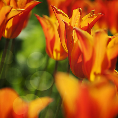 포토 JPG 해외이미지 식물 구름 계절 꽃잎 꽃 줄기 백그라운드 잎 꽃무늬 밭 오렌지 자연 사람없음 야외 빨간색 초록색 여름 파란색 컬러풀 태양 노란색 정원 봄 활발 튤립 성장 벚꽃 신선 그룹 유기농 내추럴 해외202004 해외포토 자연요소 웰빙 컬러 컨셉 무늬 농업 과일 생태계 파일형식 이미지허브