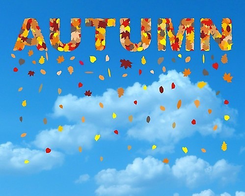 포토 JPG 해외이미지 나무 계절 백그라운드 잎 추상 사람없음 가을 해외202004 해외포토 식물 무늬 파일형식 이미지허브