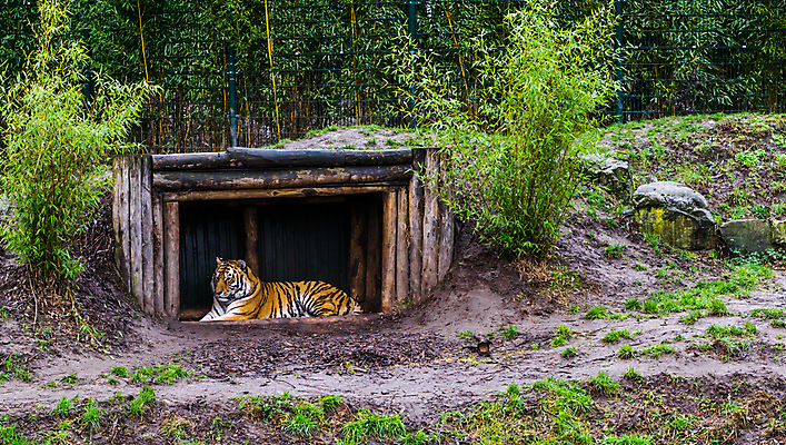 포토 JPG 해외이미지 동물 오렌지 포유류 주택 동물원 종류 사람없음 빨간색 반려동물 노란색 쌓기 고양이 중국 흰색 호랑이 보호 큼 오두막 러시아 신분 멸종 표범 거짓말 러시아인 시베리아 목차 해외202004 해외포토 서양인 유럽 아시아 컬러 컨셉 과일 모션 건물 크기 파일형식 이미지허브