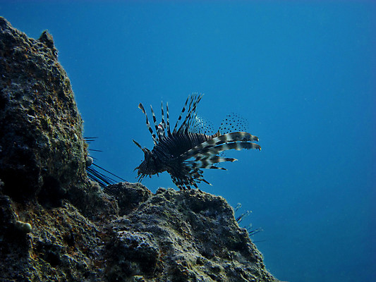 포토 JPG 해외이미지 동물 호수 야생동물 파도 바다 여행 자연 휴가 휴식 바닥 건강 이집트 어류 사람없음 물 여름 파란색 컬러풀 태양 환경 수중 꿈 탐험 산호 잠수부 다이빙 암초 내추럴 깊이 소금물 이국적 해외202004 해외포토 자연요소 계절 컬러 컨셉 아프리카 수영 수중동물 자포동물 전문직 생태계 수중스포츠 파일형식 이미지허브
