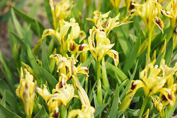 포토 JPG 해외이미지 식물 계절 꽃잎 꽃 백그라운드 잎 꽃무늬 자연 사람없음 야외 초록색 파란색 컬러풀 햇빛 노란색 정원 보라색 봄 활발 벚꽃 흰색 연못 신선 개화 닫기 제비꽃 뿌리 붓꽃 내추럴 영원 혼자 해외202004 해외포토 컬러 컨셉 무늬 모션 태양 생태계 파일형식 이미지허브