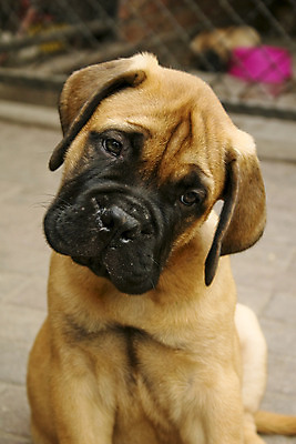 포토 JPG 해외이미지 동물 응시 앉기 사람없음 야외 가축 개 강아지 송곳니 유래 해외202004 해외포토 시선 포유류 모션 반려동물 치아 파일형식 이미지허브