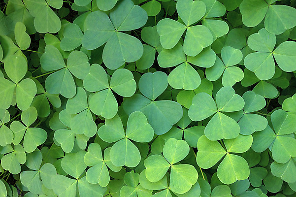 포토 JPG 해외이미지 식물 백그라운드 잎 자연 휴가 사람없음 야외 초록색 산책로 하이킹 황무지 클로버 토끼풀 숲 심볼 아일랜드 식용 해외202004 해외포토 유럽 길 컬러 레저 생태계 파일형식 이미지허브