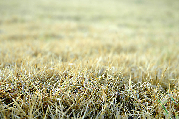 포토 JPG 해외이미지 식물 백그라운드 밭 자연 건조 풍경 잔디 사람없음 야외 노란색 언덕 질감 내추럴 해외202004 해외포토 컬러 농업 생태계 파일형식 이미지허브