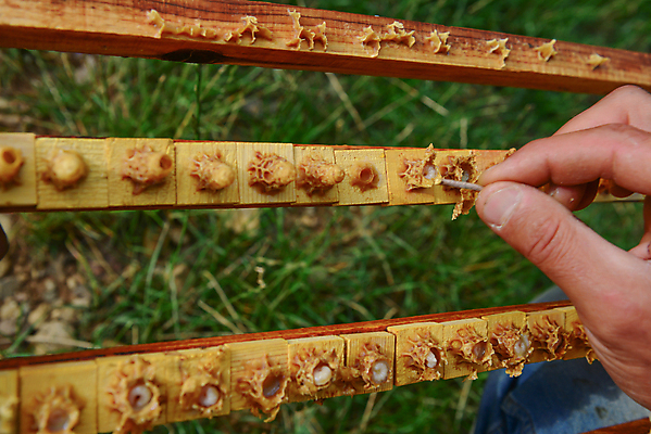 포토 JPG 해외이미지 직업 곤충 백그라운드 가족 건강 사람없음 치료 업무 그룹 제조 보호 벌 유기농 꽃가루 꿀 여왕 벌집 동맹 내추럴 규율 식민지 양봉 왁스 통일 해외202004 해외포토 동물 웰빙 컨셉 의학 관계 작업 가루 파일형식 이미지허브