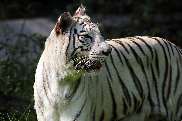 포토 JPG 해외이미지 주간 식물 한마리 야생동물 잎 동물원 사람없음 야외 아웃포커스 맹수 백호 해외202004 해외포토 자연요소 동물 1 촬영기법 호랑이 파일형식 사방신 이미지허브