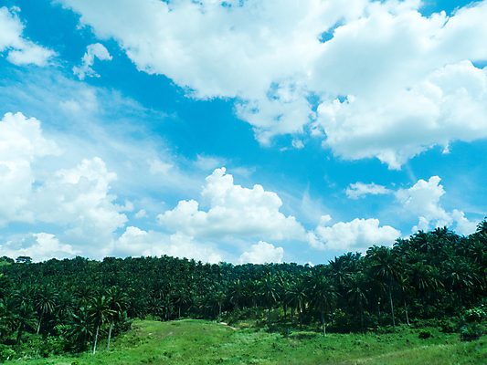 포토 JPG 해외이미지 나무 구름 백그라운드 자연 하늘 손바닥 풍경 사람없음 야외 초록색 파란색 농장 해외202004 해외포토 자연요소 식물 손 컬러 농업 생태계 파일형식 이미지허브