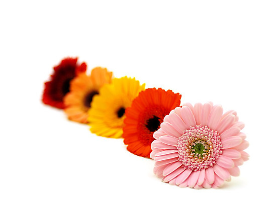 포토 JPG 해외이미지 식물 꽃 줄기 분홍색 백그라운드 오렌지 발렌타인데이 선물 사람없음 초록색 여름 컬러풀 노란색 귀여움 봄 벚꽃 흰색 신선 개화 닫기 큼 묘사 원예 데이지 꽃가루 거베라 고립 넘어짐 해외202004 해외포토 계절 컬러 컨셉 과일 모션 데이이벤트 취미 크기 가루 파일형식 이미지허브