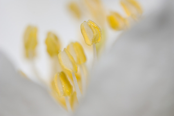 포토 JPG 해외이미지 식물 꽃 자연 사람없음 흰색 해외202004 해외포토 컬러 생태계 파일형식 이미지허브