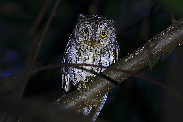 포토 JPG 해외이미지 나무 동물 여자 남자 아시아 얼굴 야생동물 백그라운드 날개 자연 조류 동양인 사람없음 야외 목재 가로 초록색 컬러풀 머리 환경 나뭇가지 막대기 닫기 숲 깃털 꼬리 부리 부엉이 서식지 생태학 이국적 해외202004 해외포토 식물 교육 나라 컬러 재료 모션 사람 인종 신체부위 생태계 파일형식 이미지허브