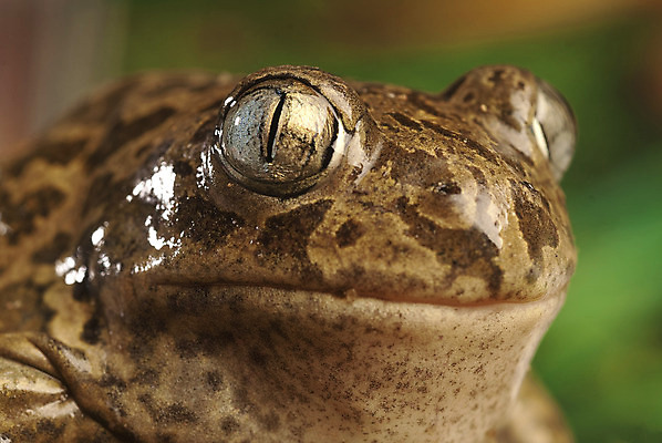 포토 JPG 해외이미지 동물 야생동물 파충류 자연 종류 개구리 양서류 이끼 사람없음 초록색 물 환경 연못 행운 닫기 묘사 생물학 서식지 두꺼비 내추럴 곰팡이 동물상 땅바닥 서쪽 특별함 유흥 해외202004 해외포토 자연요소 교육 컬러 컨셉 모션 바닥 조형물 방향 생태계 파일형식 이미지허브