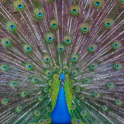 포토 JPG 해외이미지 동물 커플 남자 야생동물 백그라운드 패턴 신체 자연 조류 사람없음 가로 초록색 파란색 컬러풀 노란색 머리 활발 펼침 쌍 원형 의식 우아함 공작 전시회 깃털 꼬리 부리 목 보여주기 멀티 웅장함 터키석 해외202004 해외포토 도형 컬러 컨셉 무늬 관계 모션 사람 신체부위 전시 보석 생태계 파일형식 이미지허브