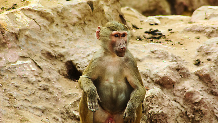 포토 JPG 해외이미지 동물 1 계절 공원 얼굴 여행 백그라운드 포유류 아프리카 자연 생물 털 동물원 이집트 종류 미술 동양인 풍경 사람없음 야외 초록색 갈색 환경 원숭이 표현 숲 모피 먹기 유인원 포트폴리오 해외202004 해외포토 공공시설 나라 컬러 모션 문화예술 인종 신체부위 생태계 파일형식 이미지허브