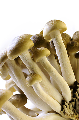 포토 JPG 해외이미지 식물 잡화 음식 줄기 백그라운드 채소 재료 자연 건강 요리 동양인 사람없음 갈색 일본 중국 버섯 흰색 신선 그룹 약초 다발 유기농 날것 내추럴 곰팡이 식용 영양소 해외202004 해외포토 웰빙 아시아 컬러 인종 풀_식물 생태계 파일형식 이미지허브