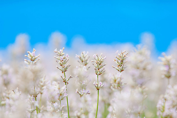 포토 JPG 해외이미지 식물 디자인 꽃 분홍색 꽃다발 백그라운드 컨셉 꽃무늬 밭 추상 건강 사람없음 치료 장식 여름 파란색 정원 보라색 거품 벚꽃 흰색 신선 다발 허브 제비꽃 유기농 향기 아로마 향 아로마테라피 테라피 라벤더 내추럴 스타일 카피스페이스 해외202004 해외포토 웰빙 계절 컬러 무늬 농업 의학 뷰티 공백 냄새 파일형식 이미지허브
