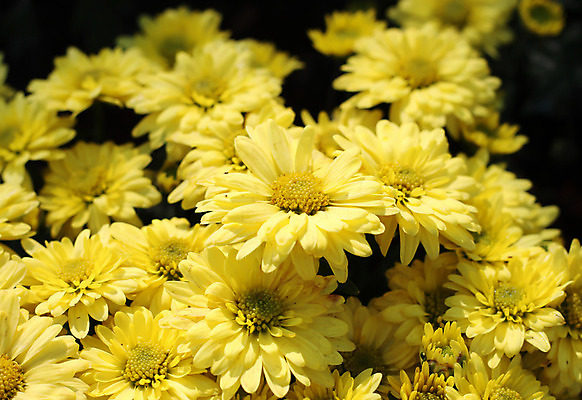 포토 JPG 해외이미지 식물 디자인 꽃잎 꽃 백그라운드 자연 사람없음 빨간색 여름 태양 노란색 화목 벚꽃 신선 개화 향기 꽃가루 거베라 해외202004 해외포토 자연요소 계절 컬러 컨셉 가루 생태계 냄새 파일형식 이미지허브