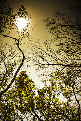 포토 JPG 해외이미지 나무 식물 계절 백그라운드 잎 오렌지 자연 추상 풍경 사람없음 야외 목재 여름 빛 컬러풀 햇빛 태양 일출 환경 맑음 침묵 일몰 성장 광선 나뭇가지 숲 유기농 내추럴 해외202004 해외포토 자연요소 웰빙 컬러 무늬 과일 재료 날씨 노을 소리 생태계 파일형식 이미지허브